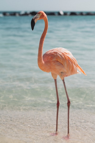 水边的粉红色火烈鸟